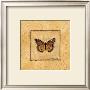 Butterfly Collection Ii by Charlene Winter Olson Limited Edition Print
