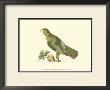 Purple-Tailed Parakeet by George Shaw Limited Edition Print
