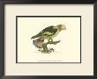 Black-Winged Parakeet by George Shaw Limited Edition Print