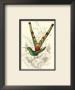 Jardine Hummingbird Ii by Sir William Jardine Limited Edition Print