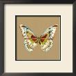 Solitary Butterfly Iii by Jennifer Goldberger Limited Edition Print