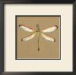 Solitary Dragonfly Iii by Jennifer Goldberger Limited Edition Pricing Art Print