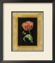 Tulip In Frame I by Deborah Bookman Limited Edition Pricing Art Print