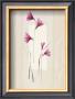 Shades Of Pink I by Simone Devalle Limited Edition Print