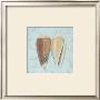 Cone Shells by Carol Robinson Limited Edition Print