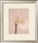 Lily by Judy Mandolf Limited Edition Pricing Art Print