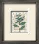 Borage by Julie Nightingale Limited Edition Pricing Art Print