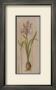 Iris With Bulb by Mar Alonso Limited Edition Print