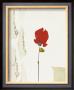 Petite Rose Rouge by Christian Choisy Limited Edition Pricing Art Print
