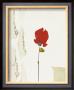Petite Rose Rouge by Christian Choisy Limited Edition Pricing Art Print