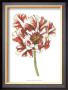 Tulip Beauty Iii by Jennifer Goldberger Limited Edition Pricing Art Print