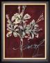 Cabernet Blossoms I by Elizabeth Jardine Limited Edition Print
