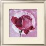 Rose Sur Pois Blanc by Valerie Roy Limited Edition Print