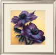 Purple Anemones by Rachel Deacon Limited Edition Pricing Art Print