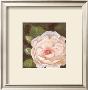 Antique Rose Iv by Jillian Jeffrey Limited Edition Pricing Art Print