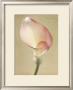 Sage Calla Lilly I by Chris Zalewski Limited Edition Print