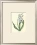 Hyacinthus V by Christoph Jacob Trew Limited Edition Print