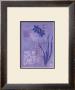 Iris Series Iii, Lobelia by Lynn Fotheringham Limited Edition Pricing Art Print