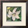 White Lily by Shirley Felts Limited Edition Pricing Art Print