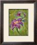 Lily by Marcella Rose Limited Edition Print