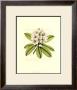 Rhododendron Blossom by Silva Limited Edition Print