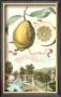Lemon Of Genova by Johann Christof Volckamer Limited Edition Print