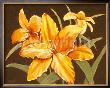 Sunshine Lilies by Steff Green Limited Edition Print