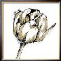 Tulip Sketch Ii by Ethan Harper Limited Edition Print