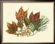 Red Maple, Tamarack And White Pine by Denton Limited Edition Print
