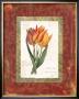 Tulip De Gesner by Carol Robinson Limited Edition Pricing Art Print