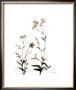 Watermark Wildflowers Vii by Jennifer Goldberger Limited Edition Pricing Art Print