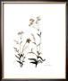 Watermark Wildflowers Vii by Jennifer Goldberger Limited Edition Print