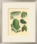 Rainforest Collection I by Betty Whiteaker Limited Edition Print