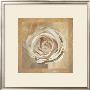 Warm Rose Ii by Malcom Sanders Limited Edition Print