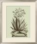 Vintage Aloe I by Abraham Munting Limited Edition Print