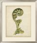 Fiddlehead Ferns I by Jennifer Goldberger Limited Edition Pricing Art Print