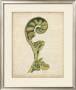 Fiddlehead Ferns I by Jennifer Goldberger Limited Edition Print