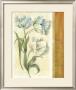 Tulip Trio by Carol Rowan Limited Edition Pricing Art Print