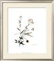 Watermark Wildflowers Viii by Jennifer Goldberger Limited Edition Print