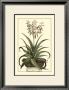 Antique Munting Aloe Iii by Abraham Munting Limited Edition Print