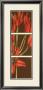 Regal Lily Ii by Jennifer Goldberger Limited Edition Pricing Art Print