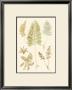 Fern Impressions Ii by Henry Bradbury Limited Edition Print