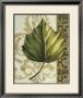 Leaf Assortment Ii by Ethan Harper Limited Edition Print