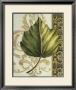 Leaf Assortment Ii by Ethan Harper Limited Edition Pricing Art Print