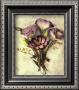 Lisianthus by Rosanne Olson Limited Edition Pricing Art Print