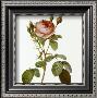 Roses I by Pierre-Joseph Redoutã© Limited Edition Print