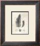 Filigree Fern by Devon Ross Limited Edition Print