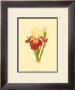 Iris Bloom Viii by M. Prajapati Limited Edition Pricing Art Print