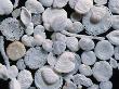 A Variety Of Foraminifera From The Ocean Floor Of The Mediterranean Sea by Wim Van Egmond Limited Edition Print