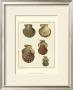 Crackled Antique Shells I by Denis Diderot Limited Edition Pricing Art Print